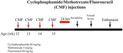 Physiological and cognitive changes after treatments of cyclophosphamide, methotrexate, and fluorouracil: implications of the gut microbiome and depressive-like behavior